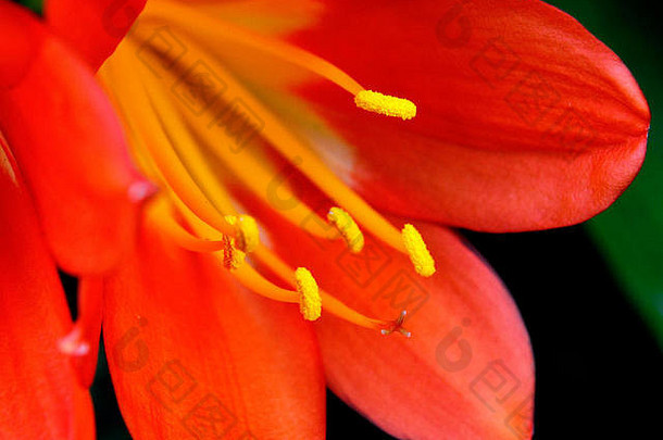 美丽的君子兰植物生动的橙色花朵的宏观特写，在柔和的背景下有明亮的黄色花粉。