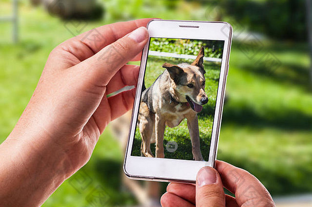 一位妇女用智能手机拍摄她的狗在明亮的绿色草地上玩耍的照片
