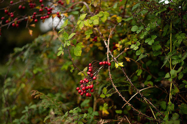 深发光的红色的山楂浆果喷雾树枝背景丰富的绿色树叶潮湿的秋天雨