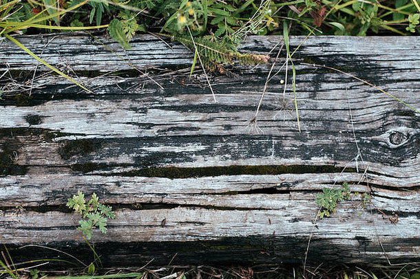 特写。古老的木板，在绿色的背景下，在自然的<strong>夏秋</strong>之日。铭文背景的纹理。古代的概念。