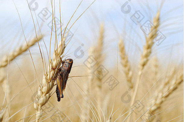 一只蚱蜢在春麦秆上休息。
