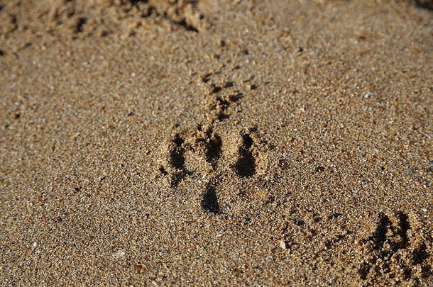 沙中的狗爪印