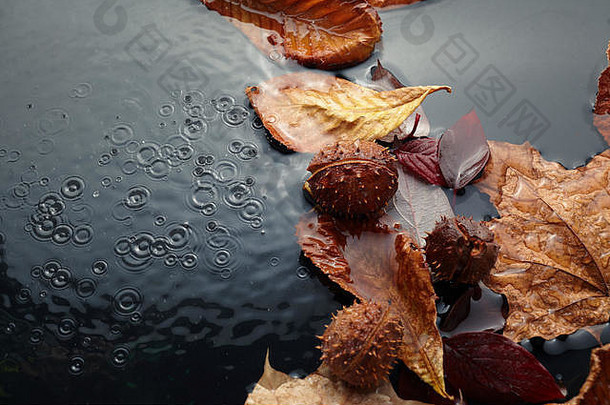 美丽的秋天叶子下降了水秋天雨前视图