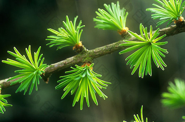 欧洲落叶松或落叶松树（落叶松树是一种落叶针叶树）春季新鲜绿色针叶丛的特写镜头