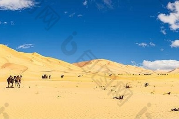 美丽的阿曼鲁布al-Chali沙漠中的单峰骆驼群
