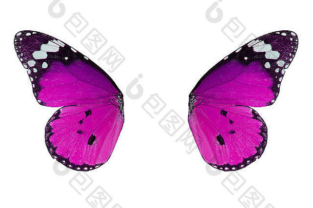 美丽的普通虎蝶翅膀细节（Danaus chrysippus）