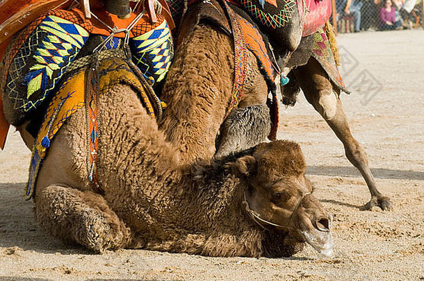 土耳其博德鲁姆的传统骆驼搏斗