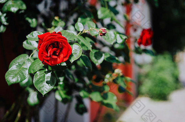一朵红色<strong>玫瑰</strong>花蕾的特写镜头，背景是绿叶和散焦的街道。德国卢内堡