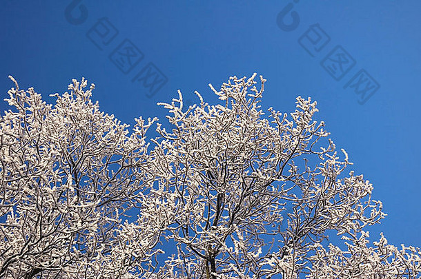 在晴朗的蓝天映衬下，一对白霜覆盖的树枝被用作空间