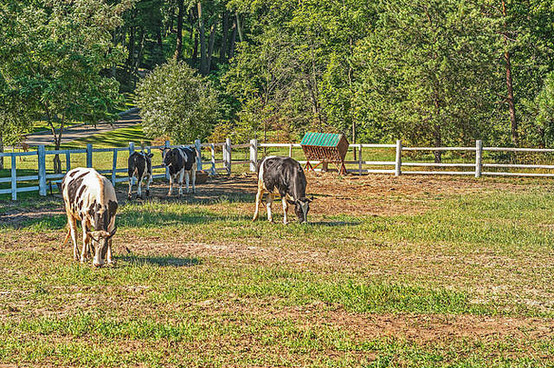 在基辅附近的Mezhyhirye，年轻的公牛们在一个夏季动物围栏里散步。