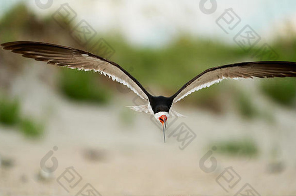 黑色的除油船苍蝇殖民地撇油器燕鸥赖茨维尔海滩威明顿北卡罗莱纳7月