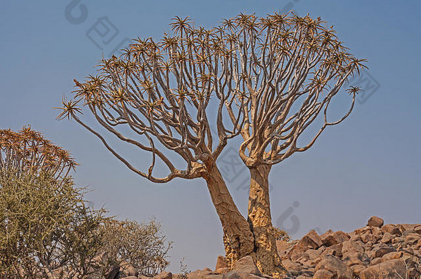 箭袋树。在Soutern纳米比亚9
