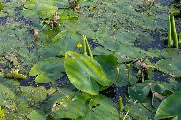 水坝里的睡莲。全绿片。来自瑞典南部斯堪尼亚的照片