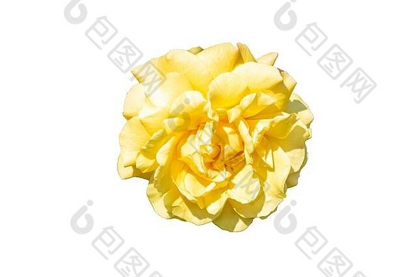 美丽的巴德盛开的黄色的玫瑰孤立的白色背景关闭复制空间