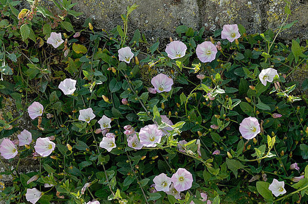 田间的金合欢（旋花）和它的粉红色和白色喇叭形的花爬上了花园的石<strong>墙</strong>