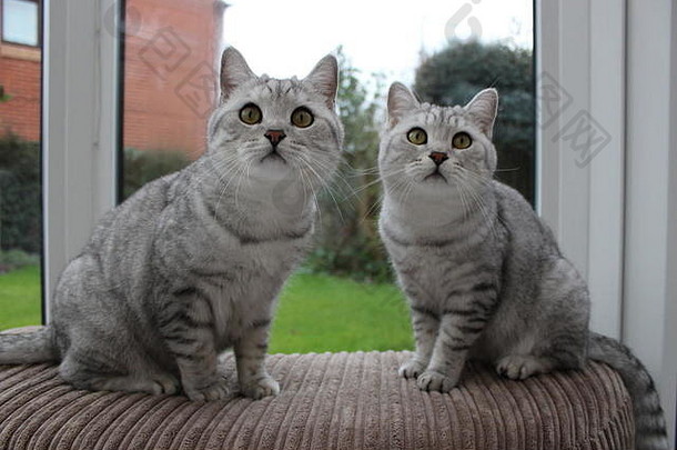 英国短毛猫<strong>双胞胎</strong>哥哥猫好奇的