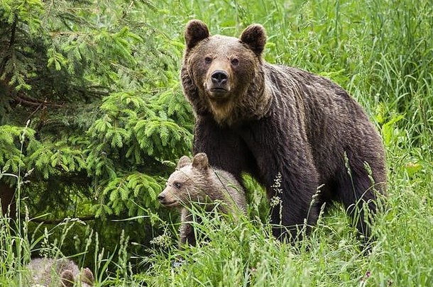 保护棕色（的）<strong>熊</strong>妈妈。守卫幼崽高绿色草云杉树