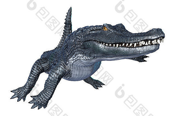 白色背景上孤立的鳄鱼凯门鳄的3D数字渲染