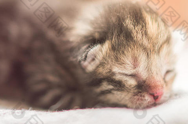 可爱的塔比猫宝宝睡觉，小动物睡觉特写