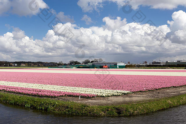 荷兰的春天：农场上盛开的郁金香正在收获