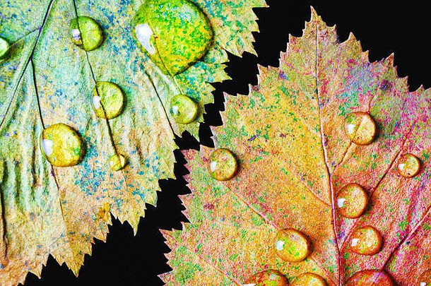 两片色彩鲜艳的秋叶，黑色背景上有水滴。微距摄影。平铺。