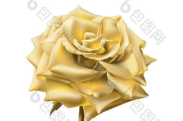 黄金玫瑰开放玫瑰发光的花瓣使黄金