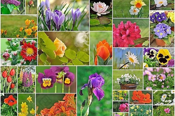 照片拼贴画花园花
