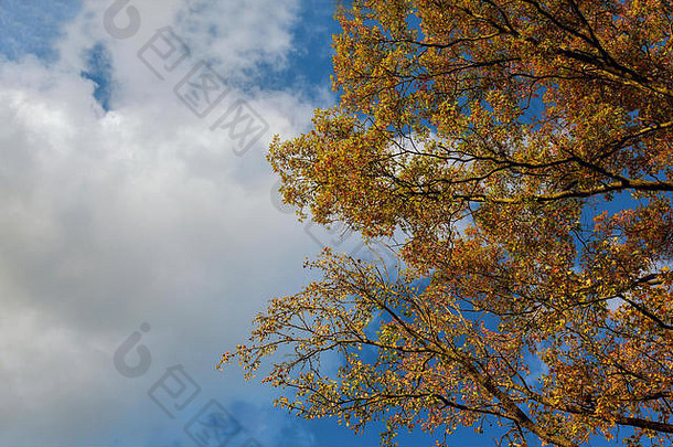 美丽的秋树，在蓝色多云的天空上，落下的老叶环绕着，
