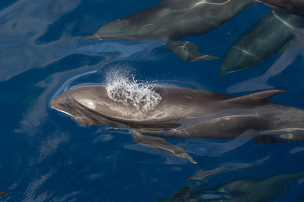 瓜头鲸或瓜头海豚（Peponochephala electra）与弗雷泽和斑点海豚混在一起，形成一个大豆荚，靠近船只