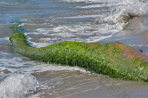 海滩上覆盖着苔藓和藻类的枯树树干。意大利托斯卡纳。