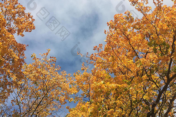 从低角度看，蓝色天空中有橙色和黄色叶子的树枝