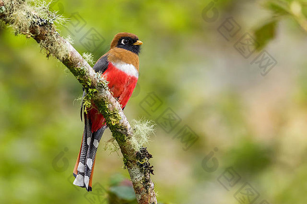 成卷的咬鹃咬鹃collaris美丽的彩色的鸟安第斯山脉的山坡上南美国guango洛奇厄瓜多尔