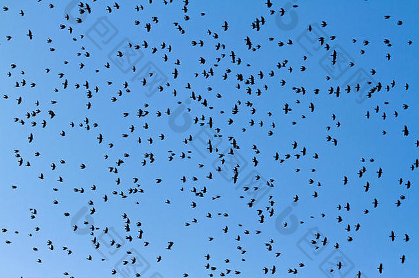 黑色的鸟大群飞行蓝色的天空