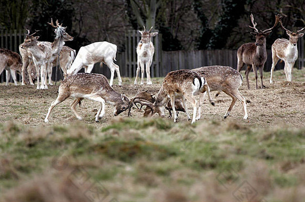 鹿在英国汉普顿宫廷广场的一个发情仪式家庭公园里<strong>鸣笛</strong>