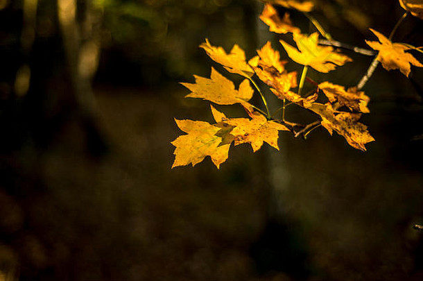 金秋天的叶子阳光深背景林地景观牛津大学