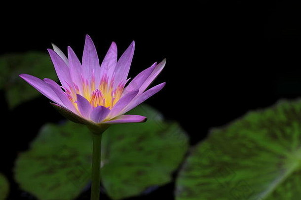 池塘中一<strong>朵</strong>粉红色睡莲的特写镜头，背景是一些叶子。