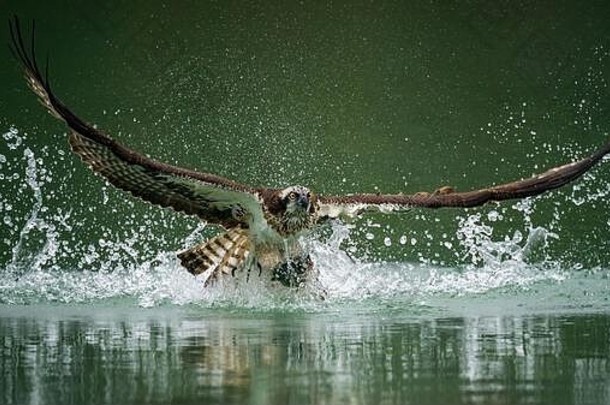 台北<strong>新店</strong>，一只正在捕猎的鱼鹰，展翅从水中飞出