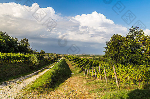 在一个<strong>风雨交加</strong>的夏日，意大利乡村的葡萄种植