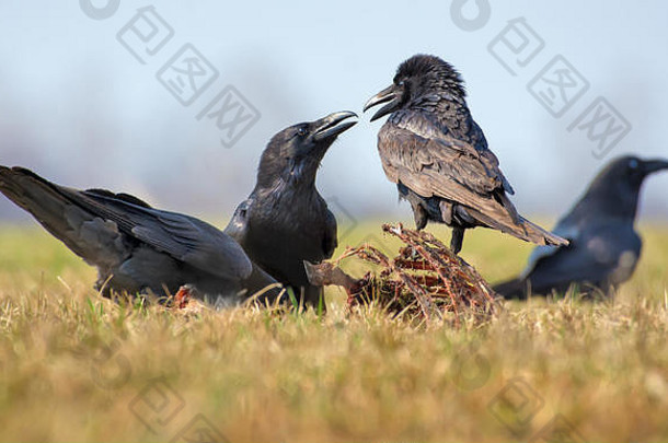 常见的乌鸦互动——两只鸟之间的硬排，寻找腐肉、骨头和尸体