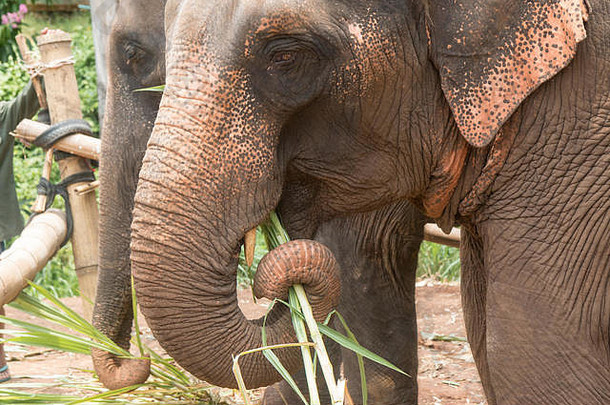 快乐亚洲象在泰国北部的大象保护区
