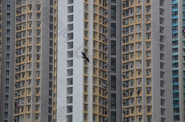 黑色的风筝米尔沃斯迁移动物苍蝇背景高住宅建筑离开婉在香港香港