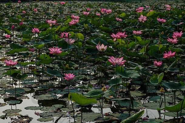 美丽的花朵背景。美丽的花朵粉红色的莲花，一个黄色的雌蕊与绿叶背景在清晨的池塘
