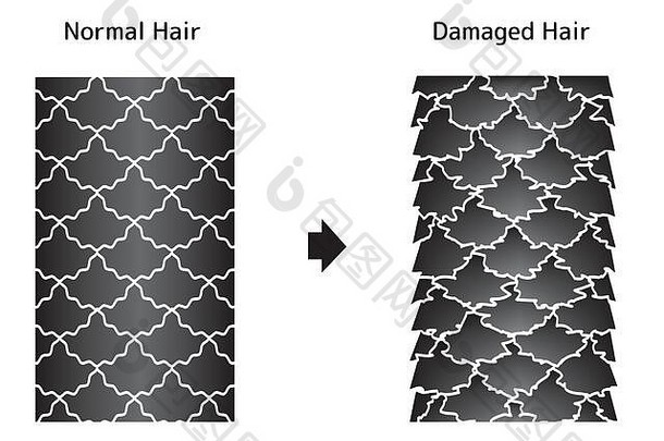 健康头发和受损头发的对比说明。
