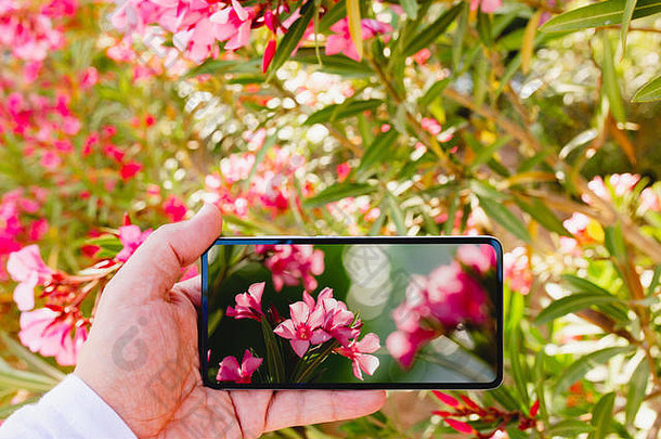 智能手机使照片玫瑰彩色的花