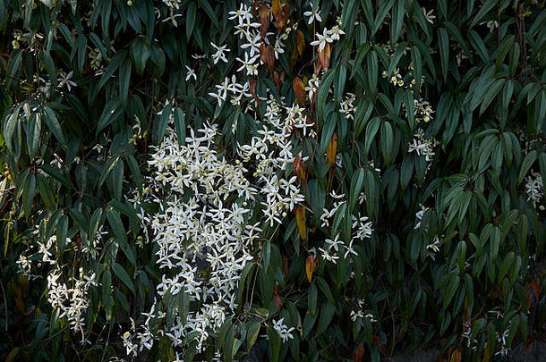 铁线莲armandii白色花序