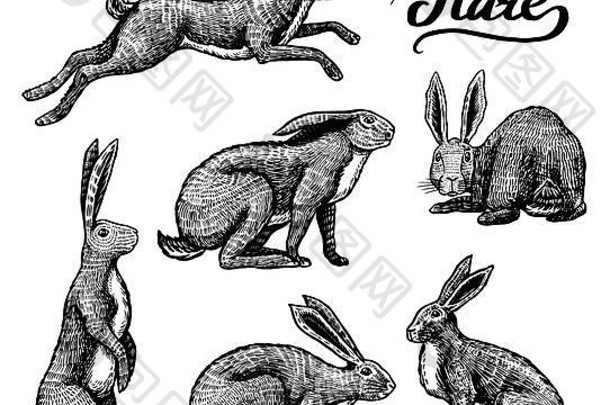 野兔已下山。兔子坐着跳着。森林兔子或康尼系列。手绘雕刻旧草图，用于T恤、纹身或标签或