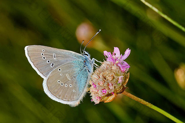 普通的蓝蝴蝶
