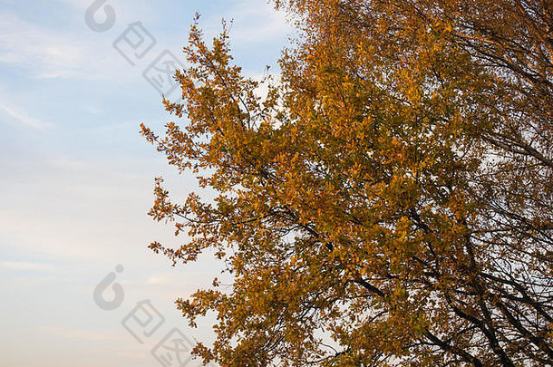 树在秋天的阳光下。《自然》2000年，波兰哥布维兹，欧洲。2017年11月5<strong>日</strong>，波兰金秋的又一个阳光明媚的<strong>日</strong>子。全色调的树木。天气鼓励人们以积极的方式消磨时间。信贷：w<strong>124</strong>merc/Alamy直播新