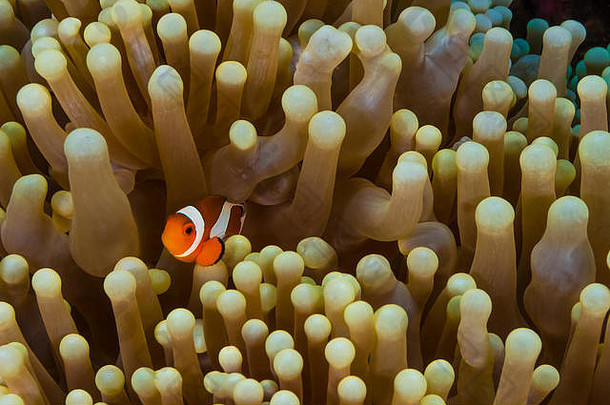 水下图片小丑海葵鱼