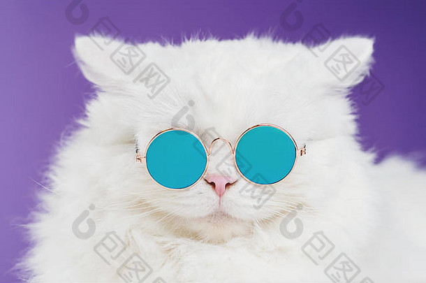 高地直蓬松的猫的肖像，长发，戴着圆太阳镜。<strong>时尚</strong>、<strong>时尚</strong>、酷的动物概念。摄影棚照片。紫色背景上的白色猫咪。